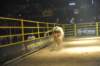 d2010_100916k_0476_small.jpg