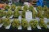dsc_9225_small.jpg