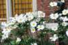 d110820k_0614_small.jpg