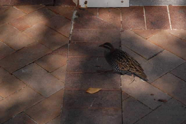 dsc_0699.jpg