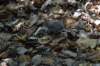 dsc_0715_small.jpg
