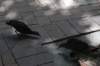 dsc_0717_small.jpg
