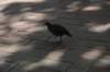 dsc_0718_small.jpg