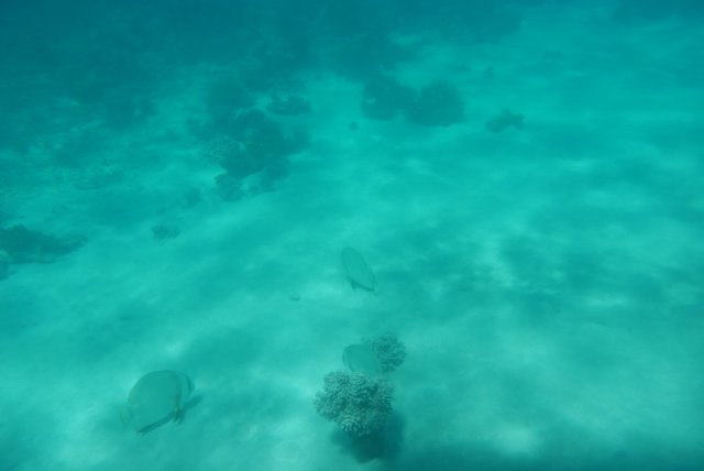 dsc_0726.jpg