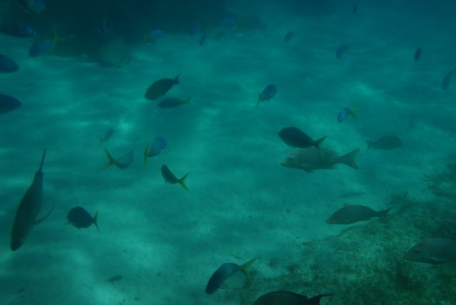 dsc_0736.jpg