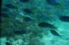 dsc_0741_small.jpg