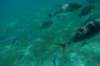 dsc_0742_small.jpg