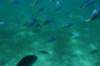 dsc_0747_small.jpg