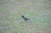 d120825k_0260_small.jpg