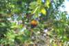 d120825k_0345_small.jpg