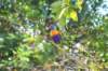 d120825k_0346_small.jpg