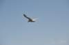 d120825k_0991_small.jpg