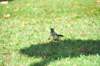 d120825k_1077_small.jpg