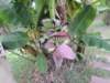 dscn4396_small.jpg