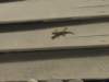 dscn4407_small.jpg