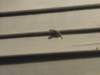 dscn4408_small.jpg