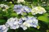 jec100621k_0236_small.jpg
