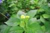 jec100621k_0237_small.jpg