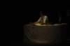 j21k_120712_0090_small.jpg