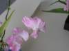 Photo Number 6