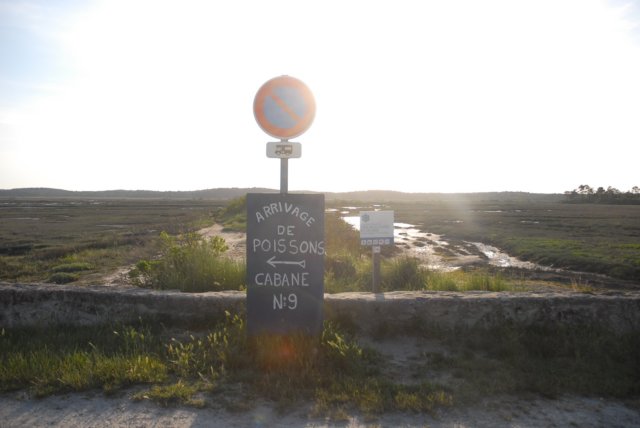 dsc_0337.jpg