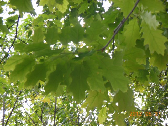 dscn0417.jpg