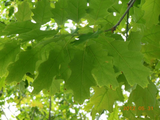 dscn0418.jpg
