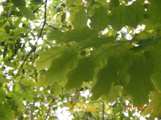 dscn0419.jpg