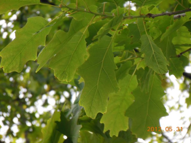 dscn0420.jpg