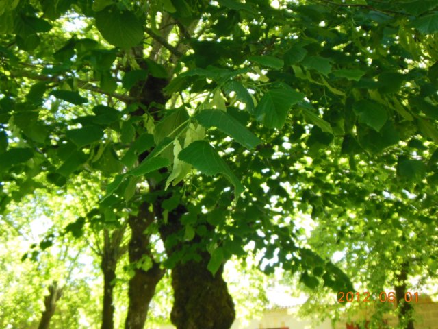 dscn0768.jpg