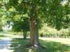 dscn0809_small.jpg