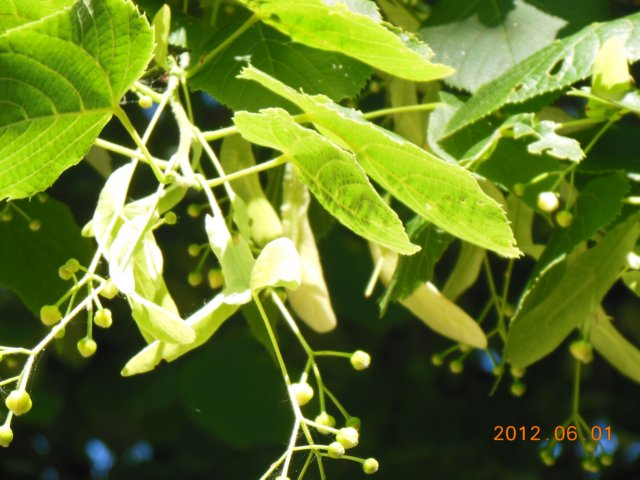 dscn0813.jpg