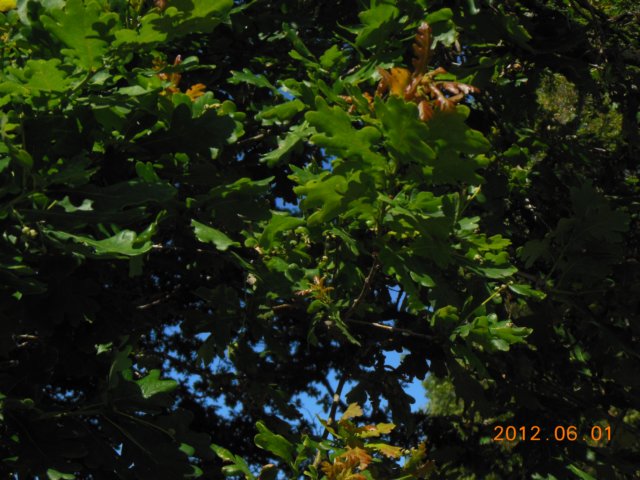 dscn0819.jpg