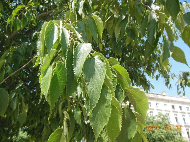 dscn0571.jpg