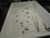 dscn4449_small.jpg