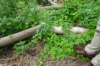 dsc05811_small.jpg