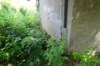 dsc06030_small.jpg
