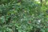 dsc05972_small.jpg